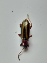Neoeutrapela