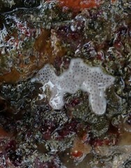 Lissoclinum perforatum