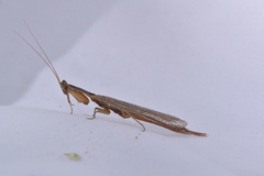 Tarachodes