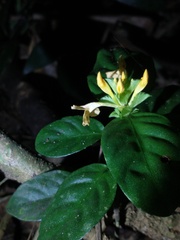 Acanthaceae