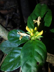 Acanthaceae