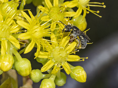 Lasioglossum viride
