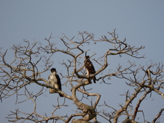 Aquila spilogaster