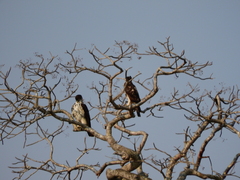 Aquila spilogaster