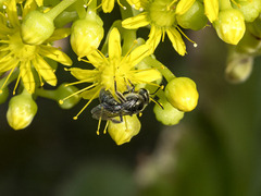 Lasioglossum viride