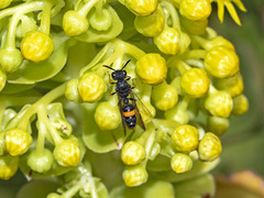 Cerceris concinna