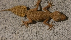 Phyllurus platurus