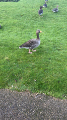 Anser anser anser