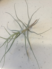 Tillandsia caerulea