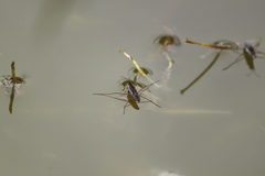 Gerris latiabdominis