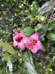 Hibiscus