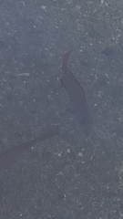 Lutjanus argentimaculatus