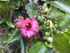 Hibiscus