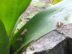 Scinax perpusillus