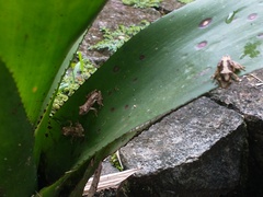 Scinax perpusillus
