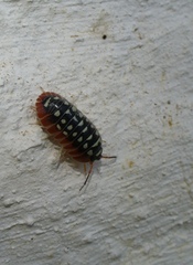 Armadillidium werneri