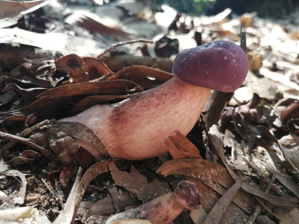 Tylopilus violaceorubrus