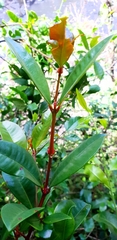 Syzygium australe