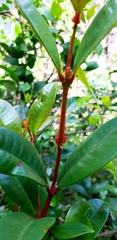 Syzygium australe