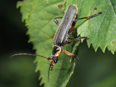 Cantharis nigricans