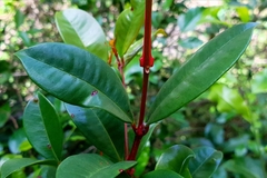 Syzygium australe