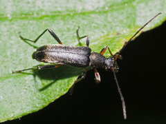 Grammoptera ruficornis