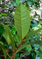 Syzygium australe