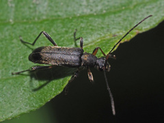 Grammoptera ruficornis