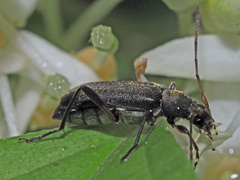 Grammoptera ruficornis