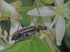 Grammoptera ruficornis