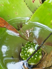 Scinax perpusillus