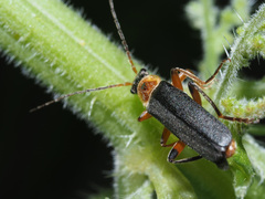 Cantharis nigricans