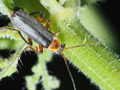 Cantharis nigricans