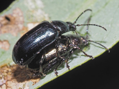Phratora