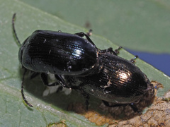 Phratora