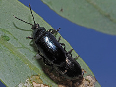 Phratora