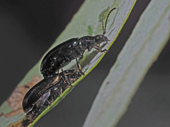 Phratora