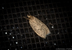 Eulechria convictella