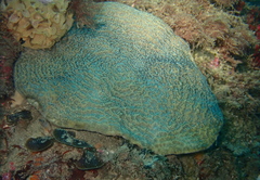 Coscinaraea mcneilli