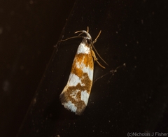 Eulechria thermochroa