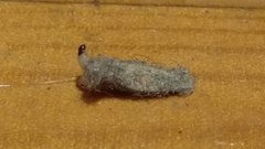 Phereoeca