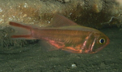 Optivus agastos
