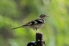 Dendronanthus indicus