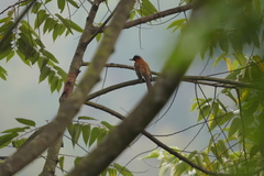 Hemixos castanonotus