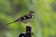 Dendronanthus indicus