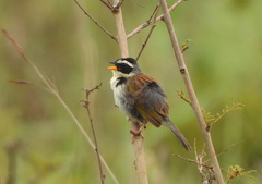 Coryphaspiza melanotis