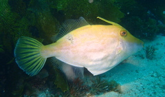 Scobinichthys granulatus