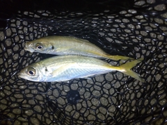 Trachurus japonicus