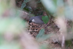 Pterorhinus chinensis