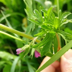 Geranium dissectum